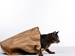 Cat's Out of the Bag